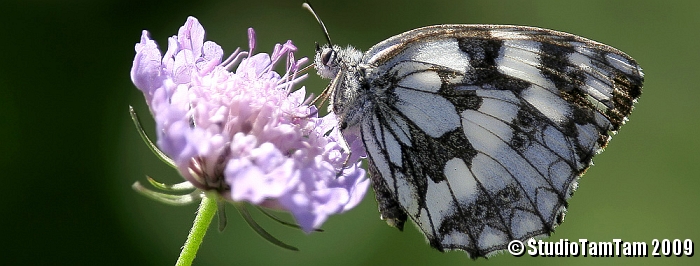 Melanargia galathea.jpg